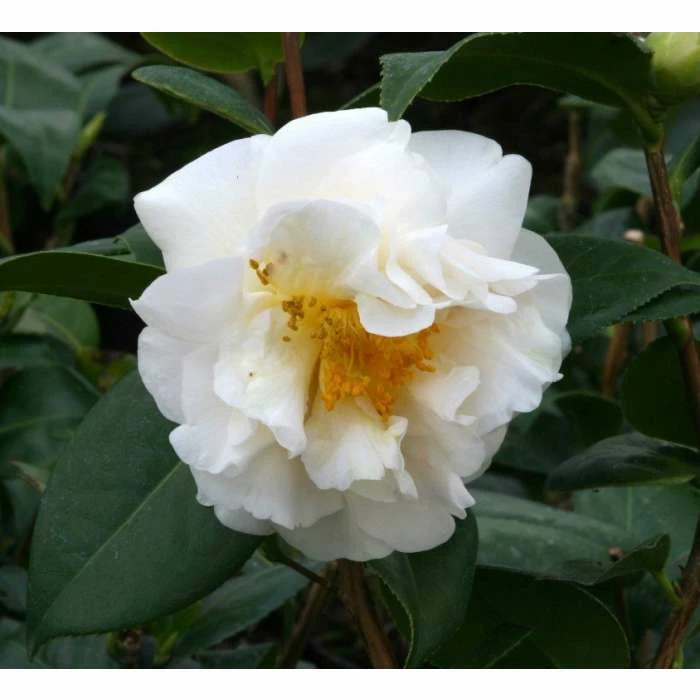 Buy ๐ 3ft Camellia 'ETR Carlyon' | 4L | Camellia japonica ๐