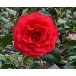 Wholesale 🤩 3ft Camellia 'Les Jury' | 4L | Camellia japonica 🎉