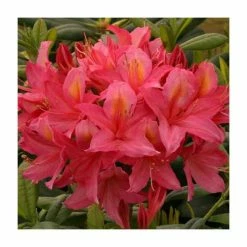 Wholesale 👏 2ft Deciduous Azalea 'Jolie Madame' | 5L Pot ❤️