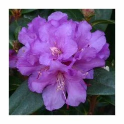 Hot Sale ✨ 1ft Dwarf Rhododendron 'Praecox' | 3L Pot 💯