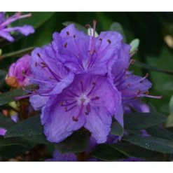 Deals 🎁 1ft Dwarf Rhododendron 'Purple Gem' | 3L Pot ✨