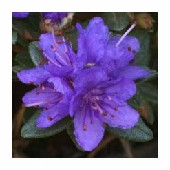 Best Pirce 🎉 1ft Dwarf Rhododendron 'Sacko' | 3L Pot ⌛