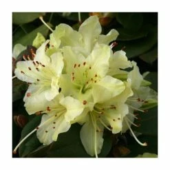 Deals 🎁 1ft Dwarf Rhododendron 'Shamrock' | 3L Pot ⭐