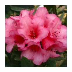 Wholesale 😀 1ft Dwarf Rhododendron 'Winsome' | 3L Pot ✨