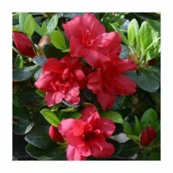Best Sale 🧨 1ft Evergreen Azalea 'Florida' |3L Pot | Azelea japonica 💯