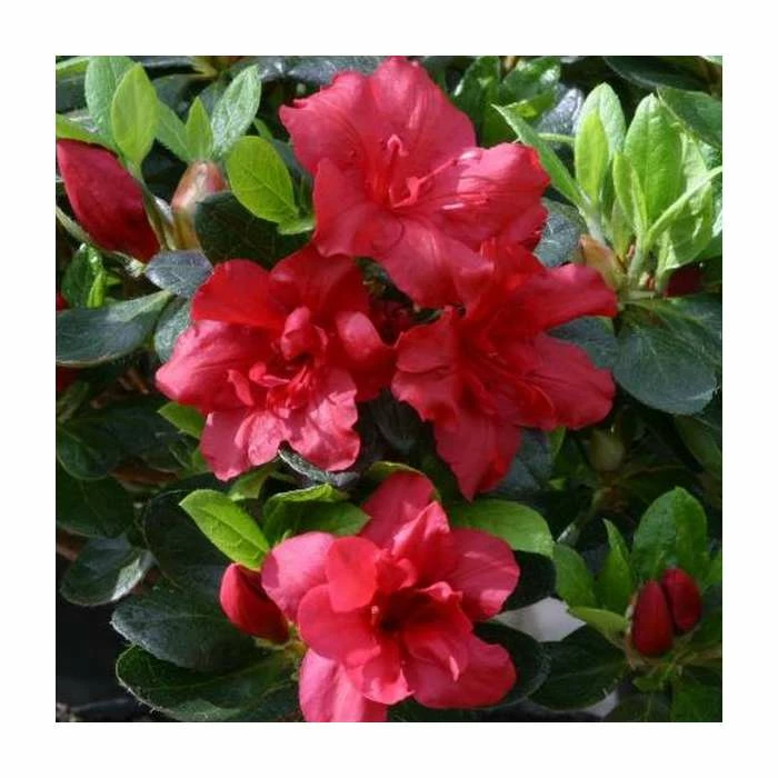 Best Sale 🧨 1ft Evergreen Azalea 'Florida' |3L Pot | Azelea japonica 💯