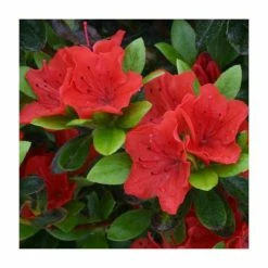 Top 10 🔔 1ft Evergreen Azalea 'Geisha Orange' |3L Pot | Azelea japonica 🛒