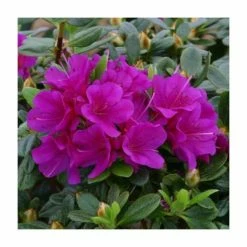 Budget 💯 1ft Evergreen Azalea 'Geisha Purple' |3L Pot | Azelea japonica 😀