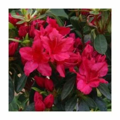 New ✔️ 1ft Evergreen Azalea 'George Arends' |3L Pot | Azelea japonica ✨