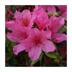 Buy 😉 1ft Evergreen Azalea 'Madame Van Hecke' |3L Pot | Azelea japonica 💯