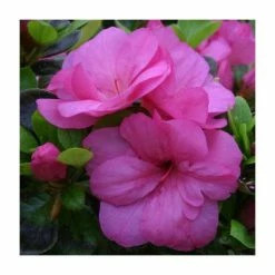 Buy ❤️ 1ft Evergreen Azalea 'Maria Elena' |3L Pot | Azelea japonica ✨
