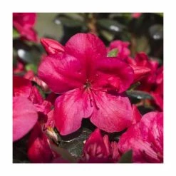 Best reviews of 💯 1ft Evergreen Azalea 'Maruska' |3L Pot | Azelea japonica ⌛