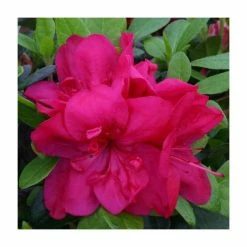 Top 10 😍 1ft Evergreen Azalea 'Mothers Day' |3L Pot | Azelea japonica 🛒