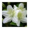 Coupon 🎁 1ft Evergreen Azalea 'Snow White' |3L Pot | Azelea japonica 🛒