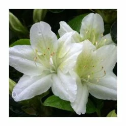 Coupon 🎁 1ft Evergreen Azalea 'Snow White' |3L Pot | Azelea japonica 🛒