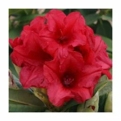 Outlet 🔔 1ft Rhododendron 'Dopey' | 3L Pot | Rhododendron Yakushimanum 🎉