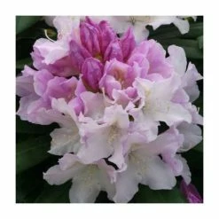 Hot Sale 🎉 1ft Rhododendron 'Hoppy' | 3L Pot | Rhododendron Yakushimanum ✨