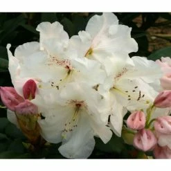 Coupon 🔥 2ft Rhododendron 'Dr Reiger' | 7.5L Pot | Rhododendron Hybrid ⌛