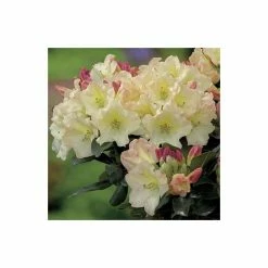 Outlet 🥰 2ft Rhododendron 'Horizon Monarch' | 7.5L Pot | Rhododendron Hybrid 🔔