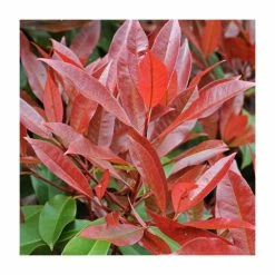 Wholesale ❤️ Photinia serrulata 'Red Robin' 🔔