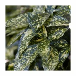 Brand new 🔔 40cm Aucuba Japonica | 2 Litre Pot 👍