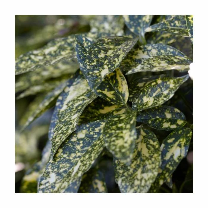 Brand new π 40cm Aucuba Japonica | 2 Litre Pot π