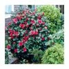 Budget 🛒 40cm Camellia Blood of China | 2 Litre Pot 💯