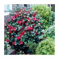 Budget 🛒 40cm Camellia Blood of China | 2 Litre Pot 💯