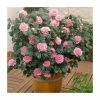 Flash Sale 😀 40cm Camellia Pink | 2 Litre Pot 😀
