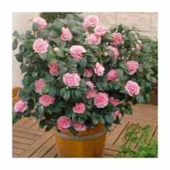 Flash Sale 😀 40cm Camellia Pink | 2 Litre Pot 😀