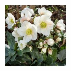 Budget ๐ 2ft Helleborus 'Frostyยฎ' | 4.5L Pot | Helleborus Gold Collectionยฎ ๐