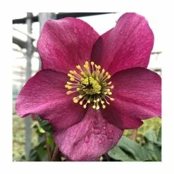 Budget ⌛ 1ft Helleborus 'Leona' | 3L Pot | Helleborus Gold Collection® ⭐