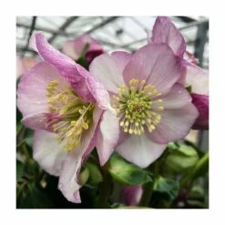 Cheap 🎁 1ft Helleborus 'Liara' | 3L Pot | Helleborus Gold Collection® 😀