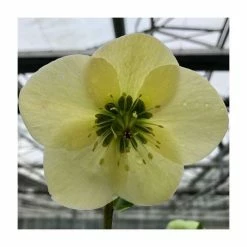Hot Sale 🧨 1ft Helleborus 'Linda' | 3L Pot | Helleborus Gold Collection® 🎁
