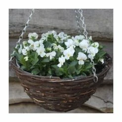 Best reviews of ❤️ Viola 'White Petite' | 30cm Rattan Hanging Basket 🤩