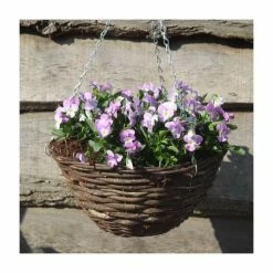 Flash Sale ⌛ Viola 'Lavender Petite' | 30cm Rattan Hanging Basket 🌟
