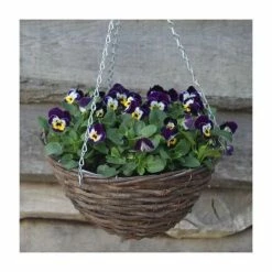 Wholesale ๐ฏ Viola 'Jolly Face Petite' | 30cm Rattan Hanging Basket ๐ฅ