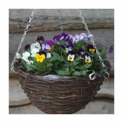 Outlet 😉 Viola 'Petite Mixed' | 30cm Rattan Hanging Basket 🛒