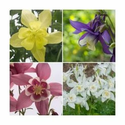 Budget ⭐ Aquilegia 'Spring Magic' Collection | 3 x 2L Pots 🔥