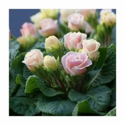 Cheapest 🌟 Primrose 'Bellerose' | Primula vulgaris | 10.5cm Pot 😍