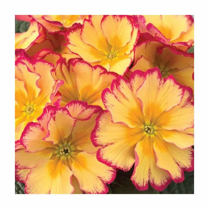 Outlet โค๏ธ Primrose 'Scentsation Red Cream' | Primula vulgaris | 10.5cm Pot ๐