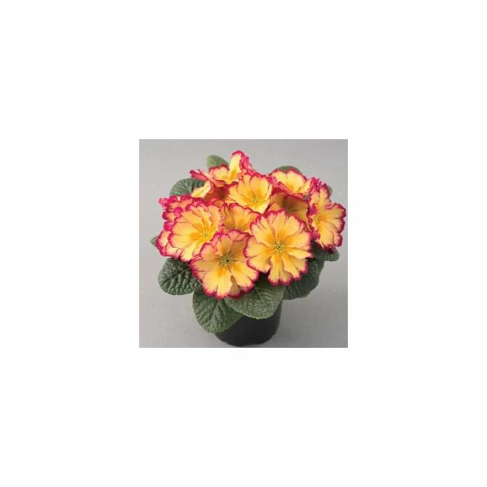 Outlet โค๏ธ Primrose 'Scentsation Red Cream' | Primula vulgaris | 10.5cm Pot ๐ - Image 2