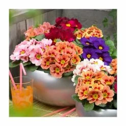 Deals 🔔 Primula vulgaris 'Sphinx F1 Collection' | 3 x 10.5cm Pots 🔥