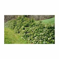 Coupon 😍 5X Viburnum Tinus / Laurustinus Hedging 20-50cm - 9cm Pot ⌛