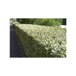 Hot Sale 😍 5x 20-50cm Elaeagnus Ebbingei 'Compacta' | 9cm Pot 🎉