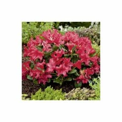 Brand new 😀 5X Rhododendron Hedging 20-50cm 'Scarlet Wonder' - 9cm Pot ❤️