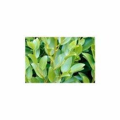 Best deal 🔔 5X New Zealand broadleaf Hedging 30-45cm 'Griselinia Littoralis' "Kapuka" - 9cm Pot ⭐
