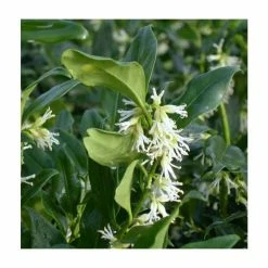 New 👏 5X 🎄 Christmas Box Hedging 20-50cm 'Sarcococca Confusa' - 9cm Pot 🛒