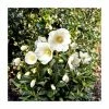 Best Pirce 👍 1ft Helleborus 'Jesse' | 3L Pot | Helleborus Gold Collection® ❤️