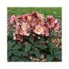 Top 10 ⌛ 2ft Helleborus 'Pink Frost' | 4.5L Pot | Helleborus Gold Collection® 🔔